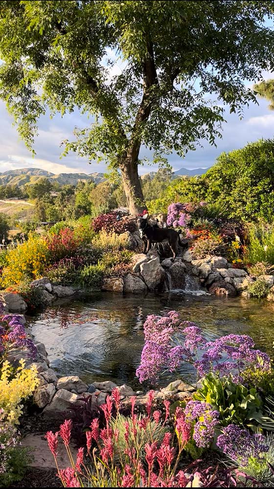Koi Pond with wildflowers in encino.